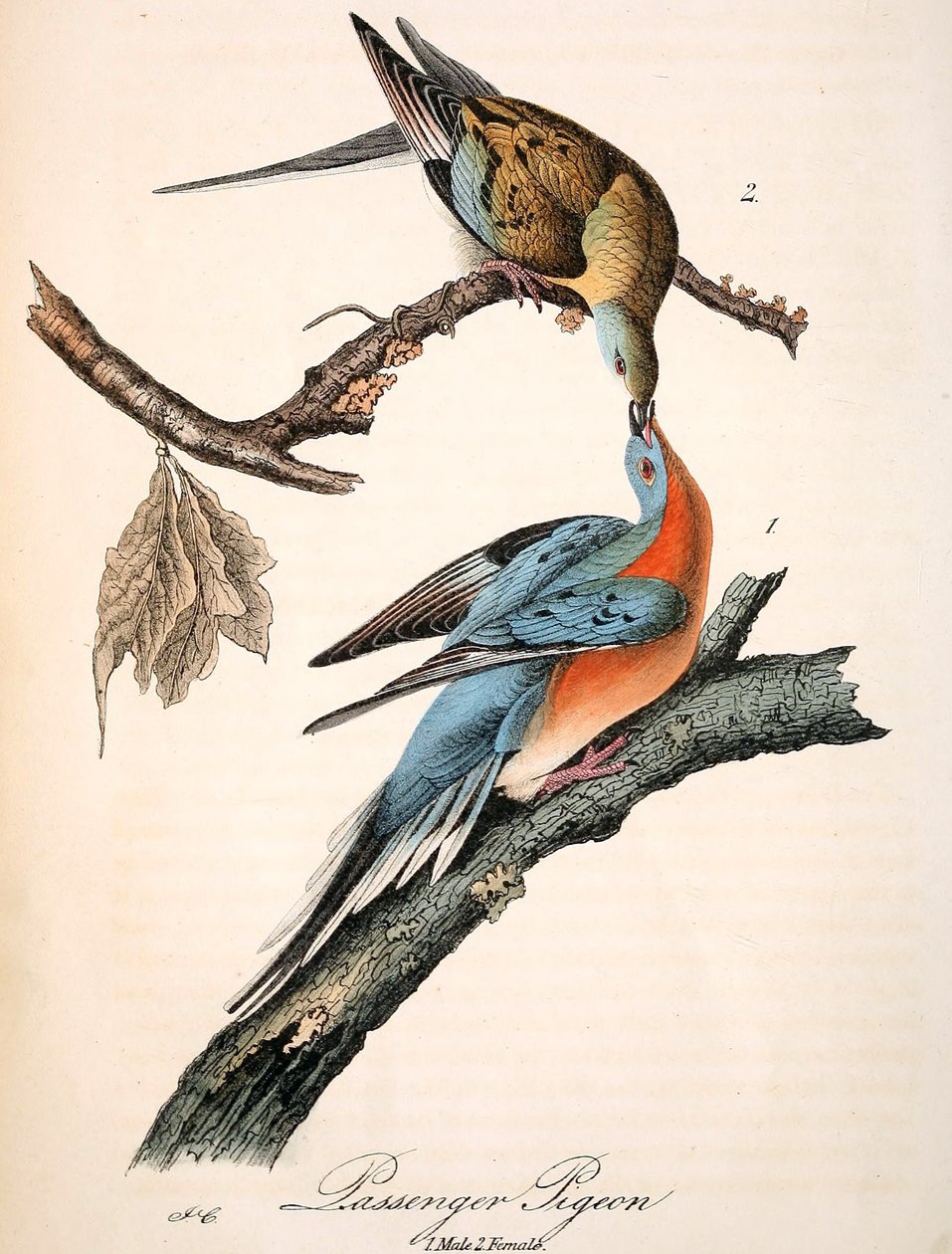 by John James Audubon