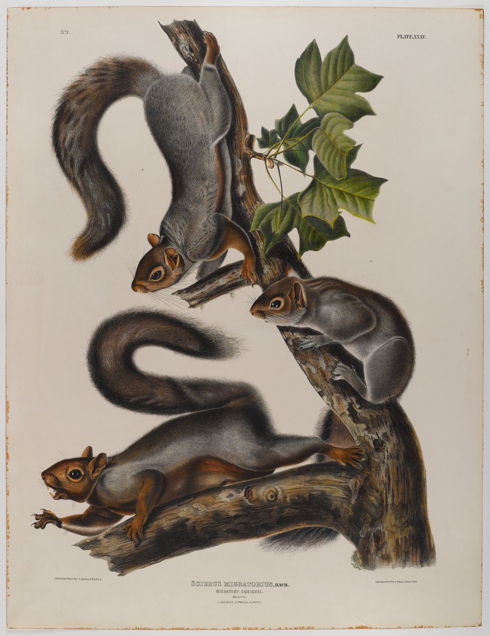 göçmen sincap by John James Audubon