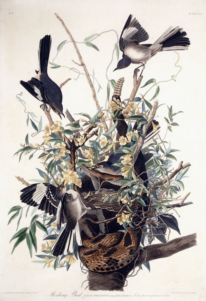 Alaycı Kuş (Turdus Polyglottus) by John James Audubon