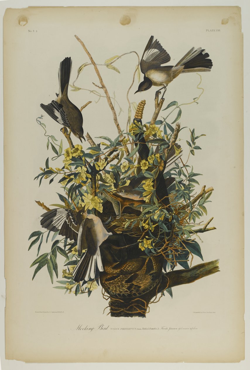 Alaycı Kuş, Julien Bien tarafından basıldı ve Roe Lockwood & Son tarafından yayınlandı, 1861 (kromolitograf) by John James Audubon