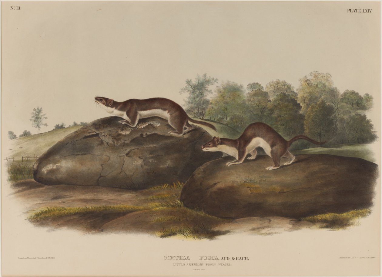 Mustela Böceği by John James Audubon