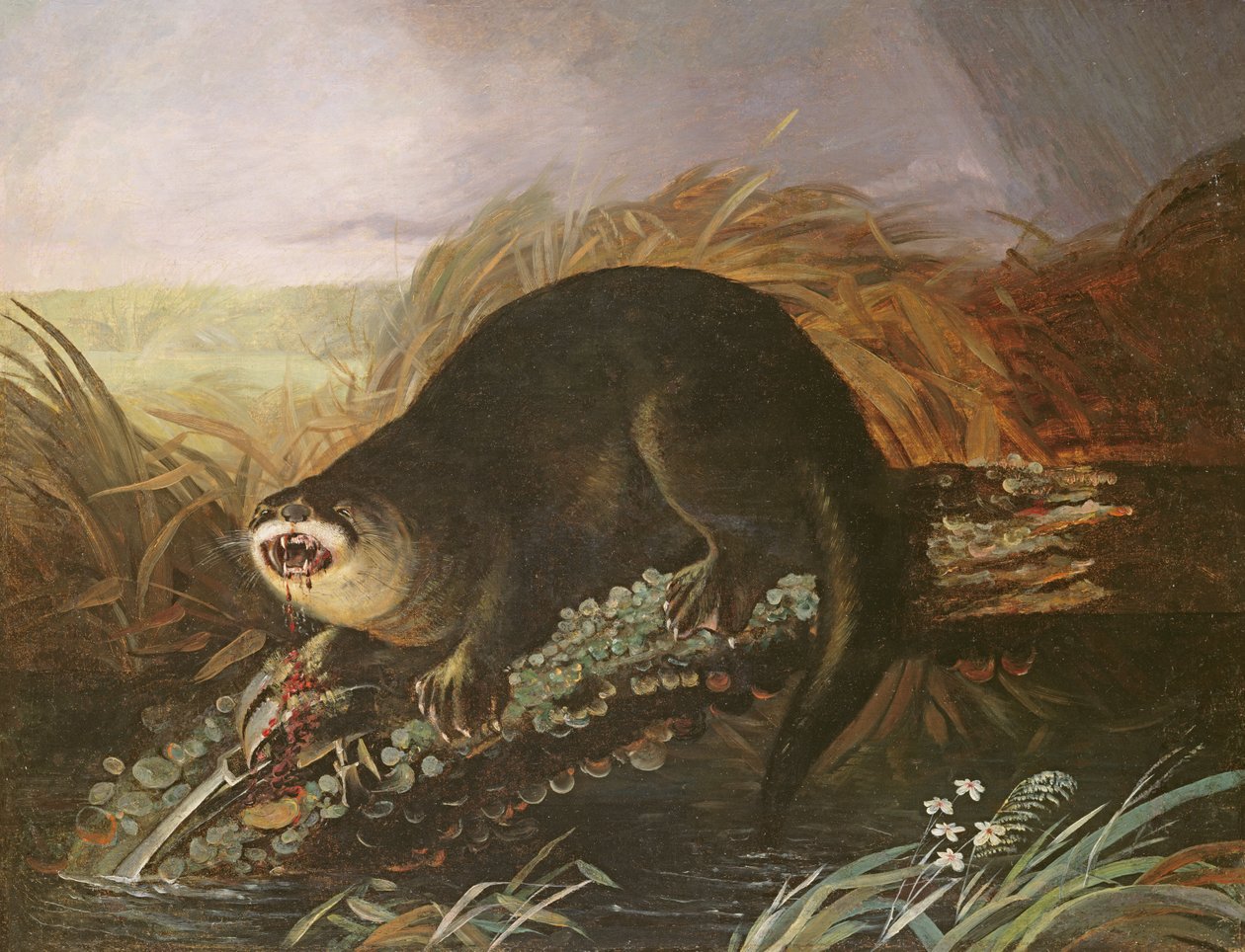Tuzağa Yakalanan Su Samuru by John James Audubon