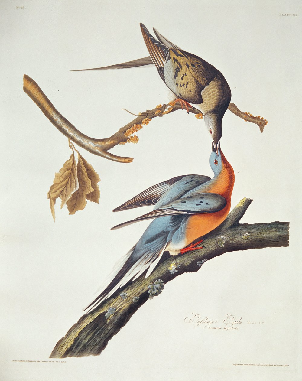 Birds of America