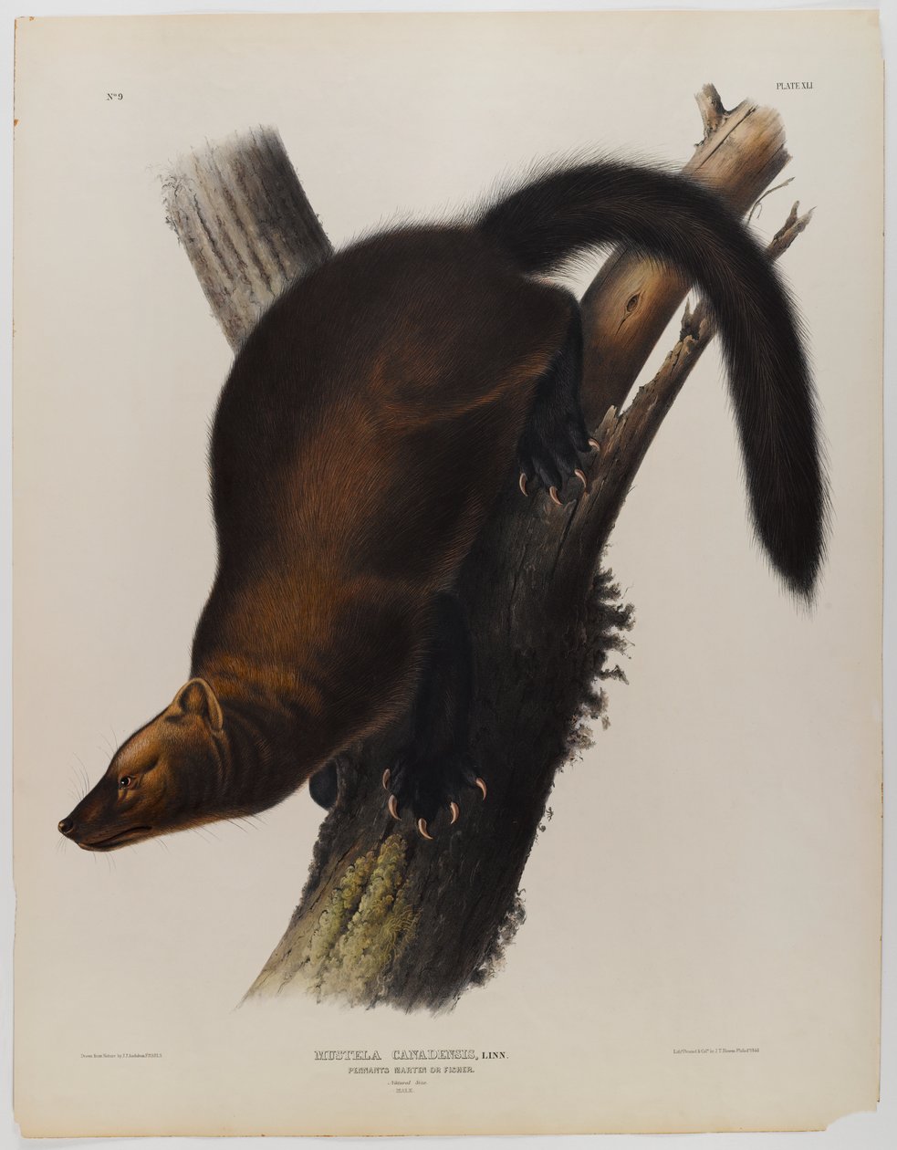 Flamalar martin veya balıkçı by John James Audubon