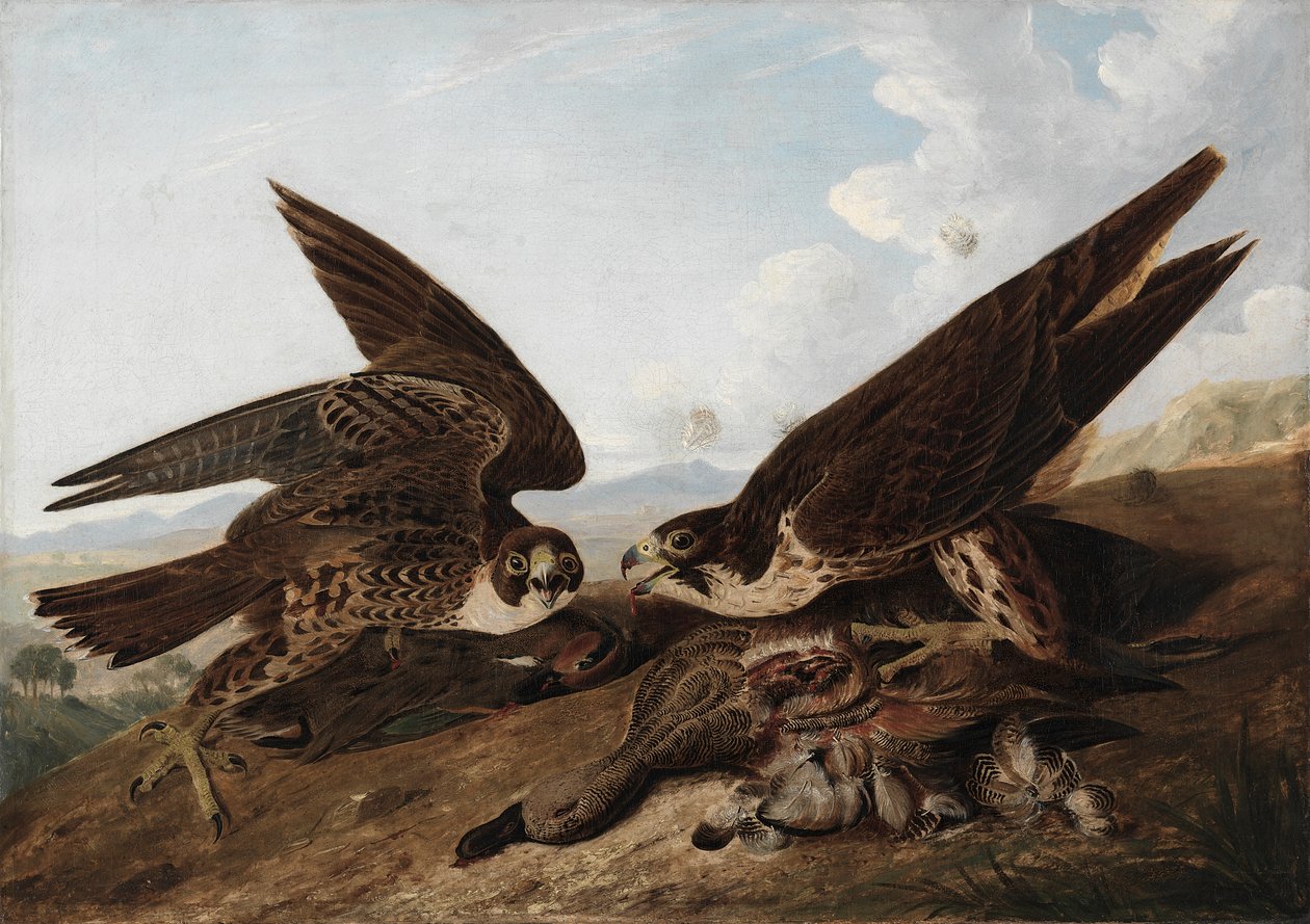 Peregrine Şahinleri (Ördek Şahinleri) by John James Audubon