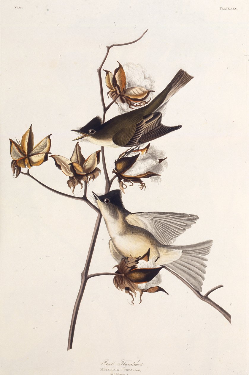 Pewit Sinekkapan. Amerika Kuşları, 1827-1838