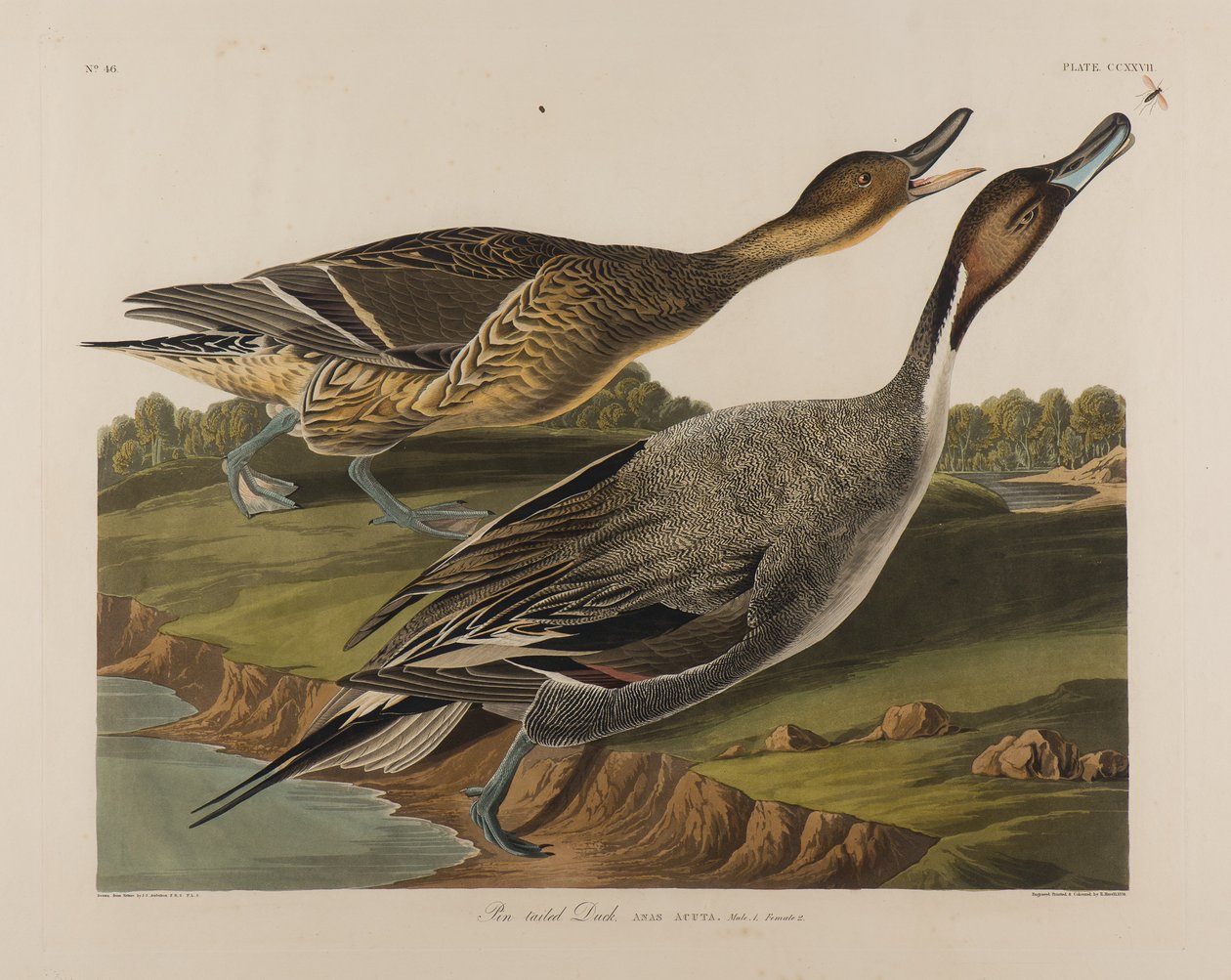 İğne Kuyruklu Ördek, 1834 (kağıt üzerinde wc) by John James Audubon