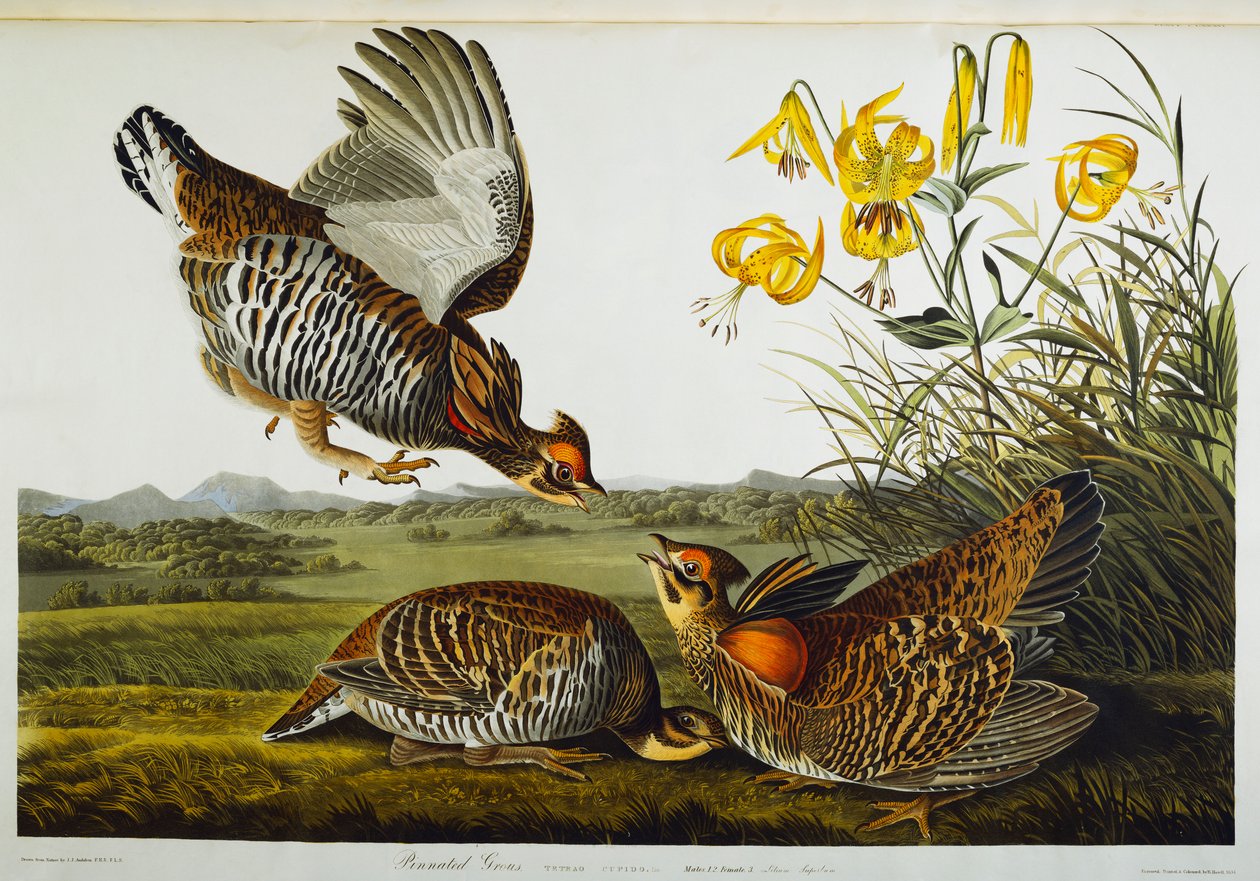 İğnelenmiş Orman Tavuğu. Büyük Çayır Tavuğu by John James Audubon