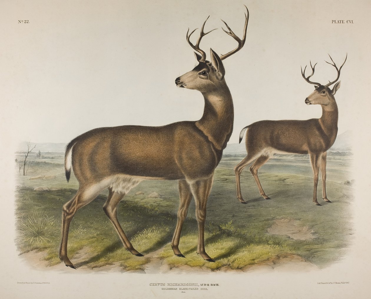 Plaka 106. Cervus Richardsonii, Aud & Bach. Kolomb Kara Kuyruklu Geyik, 1848 by John James Audubon