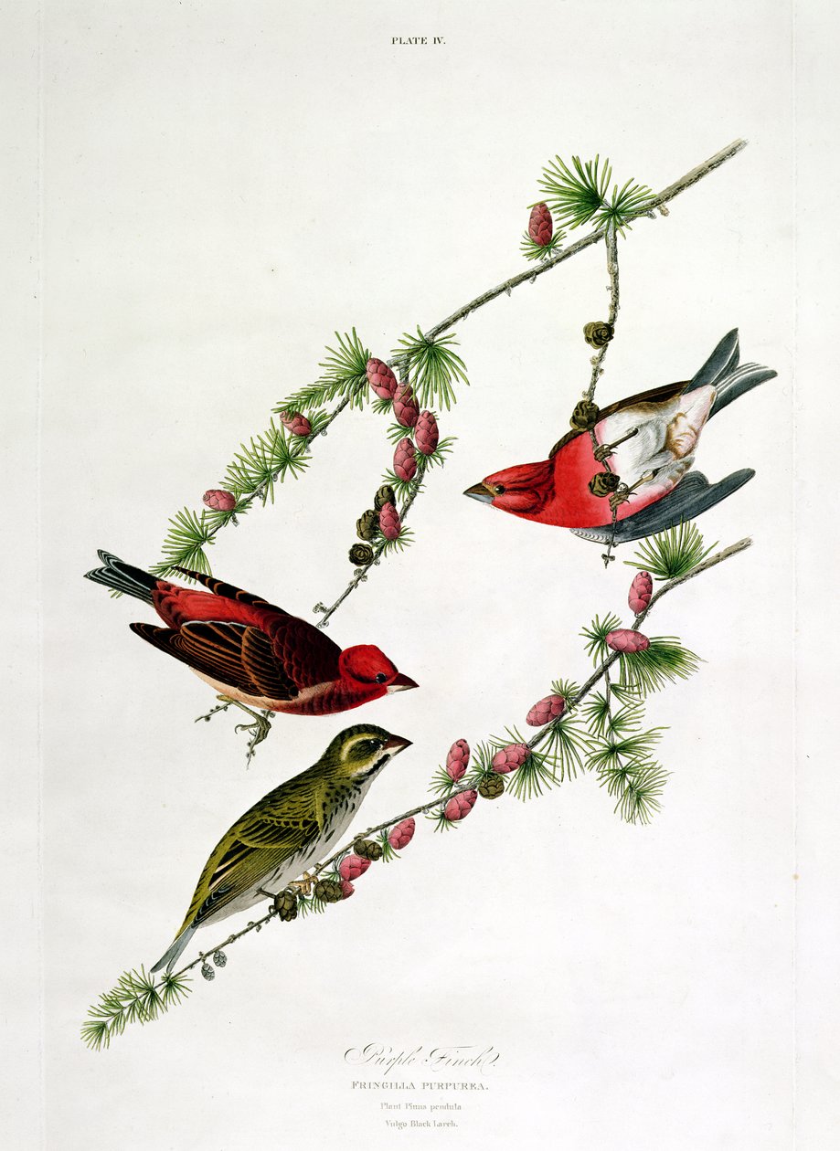 William Home (1788-1859) tarafından oyulmuş 