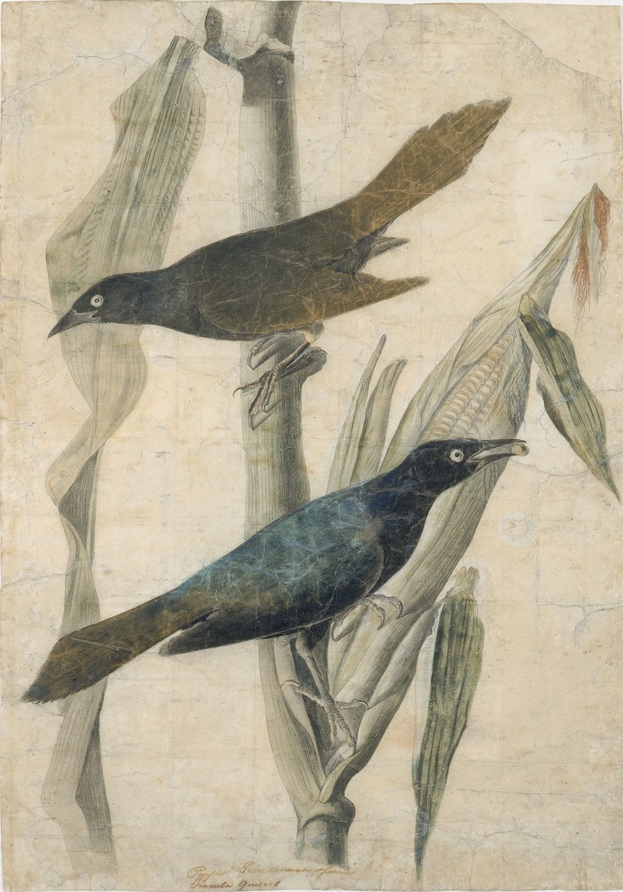 Mor Grackle, 19. yüzyılın başlarında. by John James Audubon