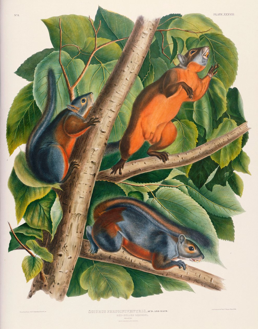 Kızıl Karınlı Sincap by John James Audubon