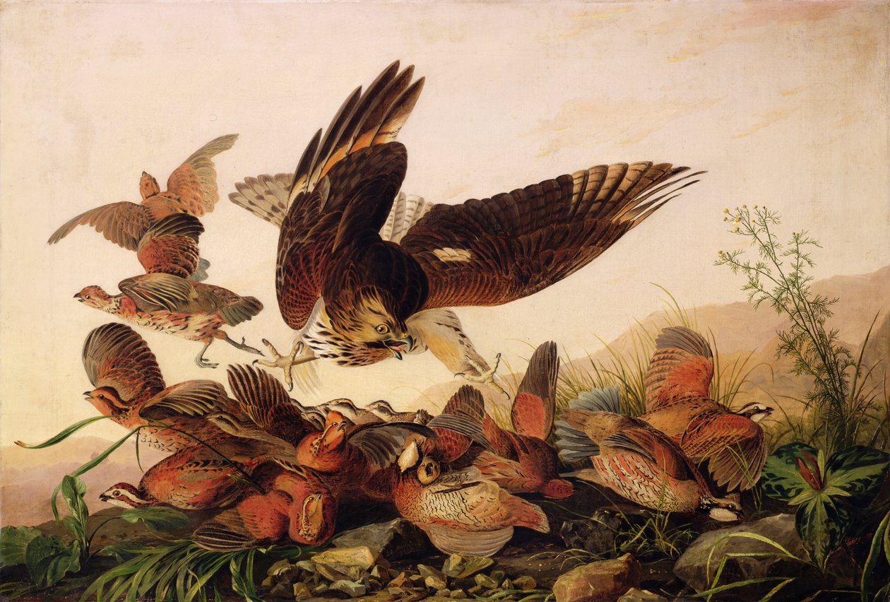 Kızıl Omuzlu Şahin Bobbeyaz Kekliklere Saldırıyor, 1827 by John James Audubon