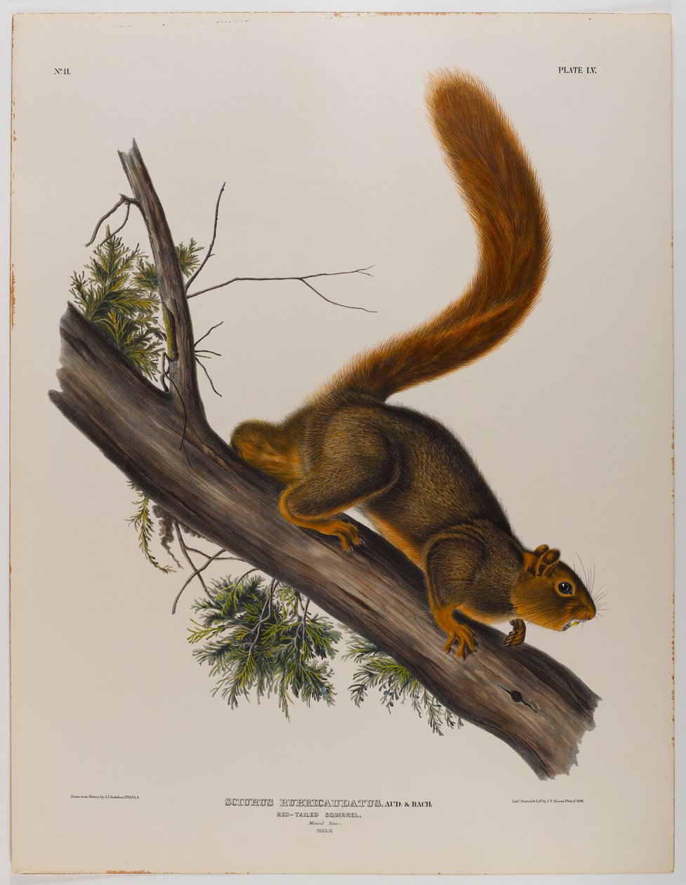 Kızıl kuyruklu sincap by John James Audubon