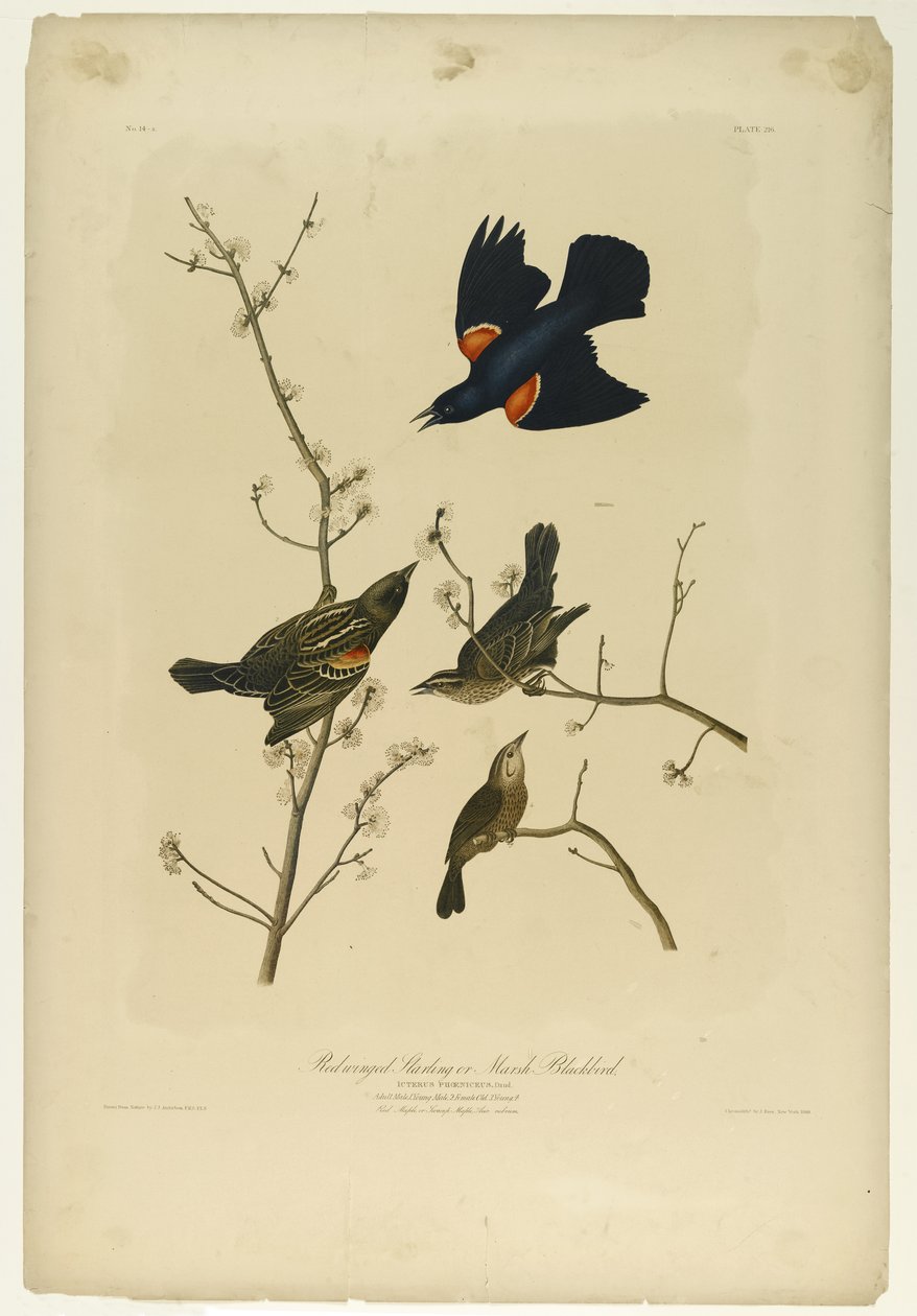 Kırmızı kanatlı Starling veya Marsh Blackbird, Julien Bien tarafından basıldı ve Roe Lockwood & Son tarafından yayınlandı, 1861 (kromolitograf) by John James Audubon