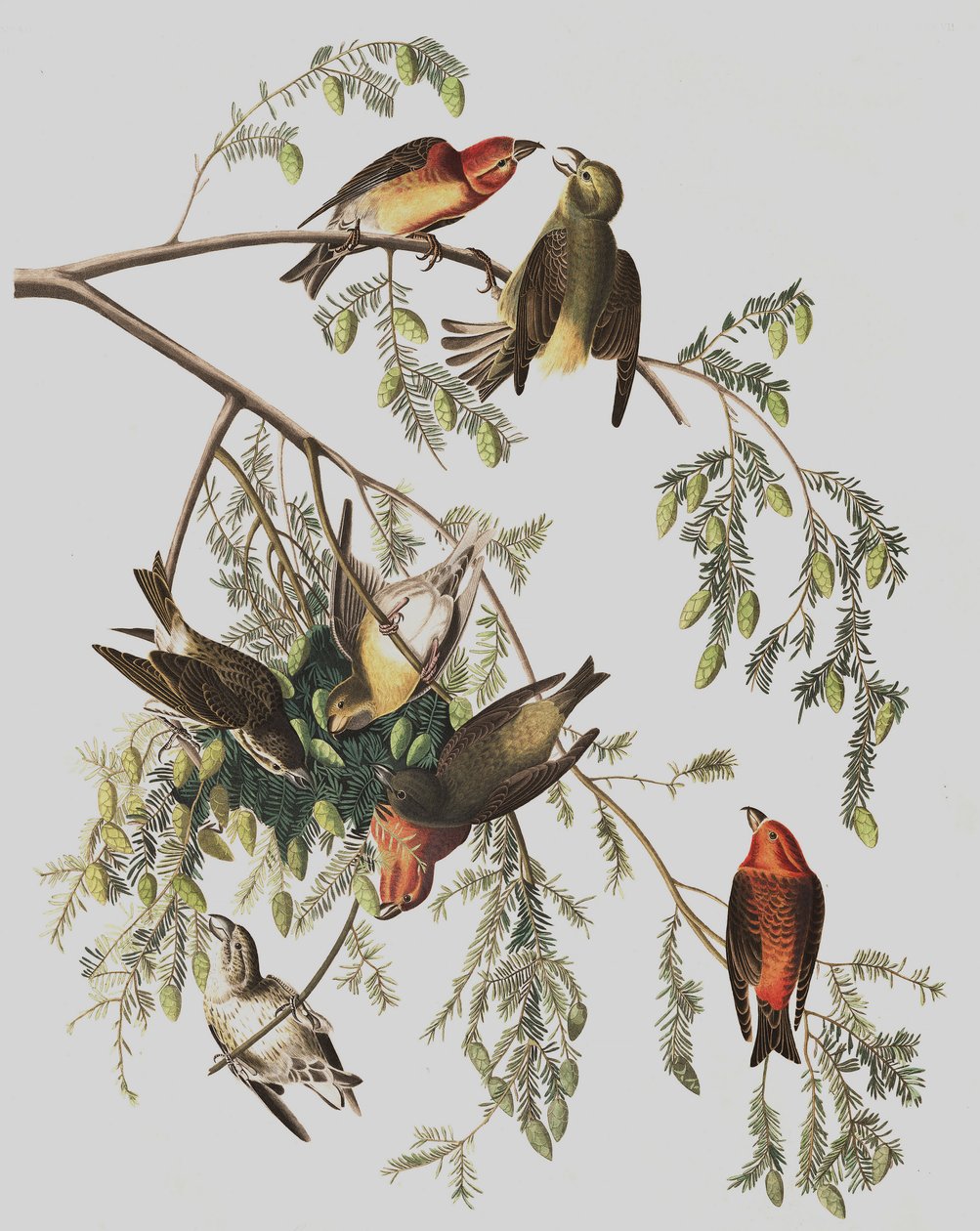 Red Crossbill, Loxia Curvirostra, John J. Audubon tarafından yazılan "The Birds of America"dan, pub. 1827-38 by John James Audubon