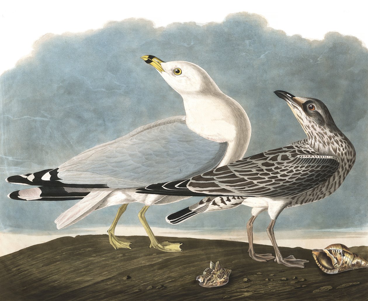 Halka Faturalı Martı, Larus Delawarensis, John J. Audubon