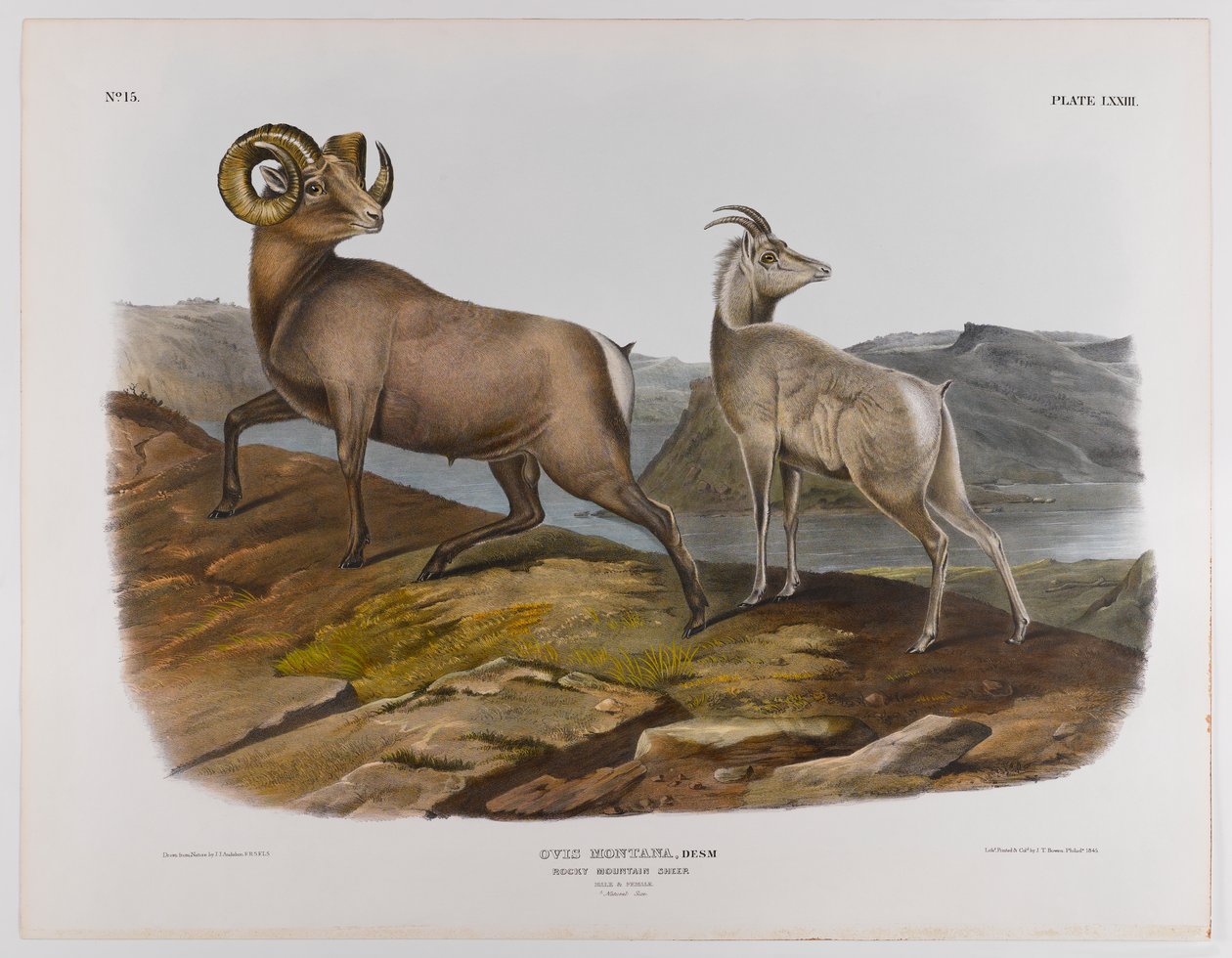 Rocky Dağı koyunu, 1845 by John James Audubon