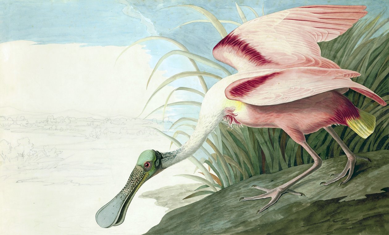 Roseate Spoonbill, Platalea Ajaja, John J. Audubon tarafından yazılan "The Birds of America"dan, pub. 1827-38 by John James Audubon
