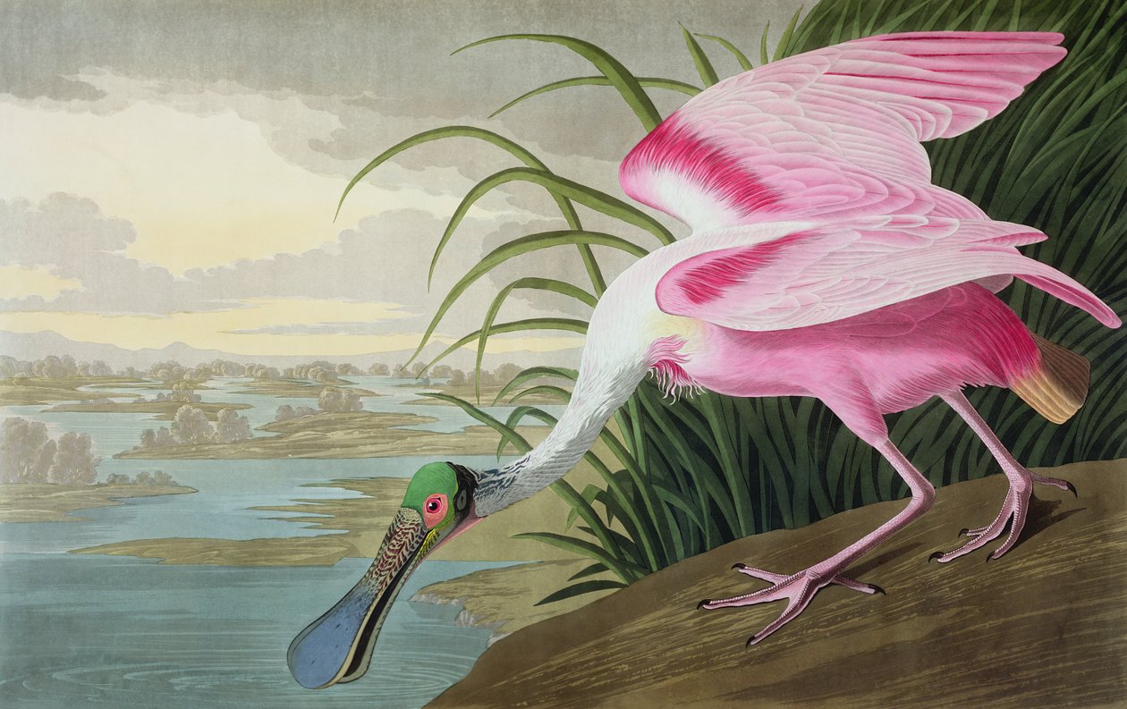 Roseate Spoonbill, Platalea leucorodia, "Amerika