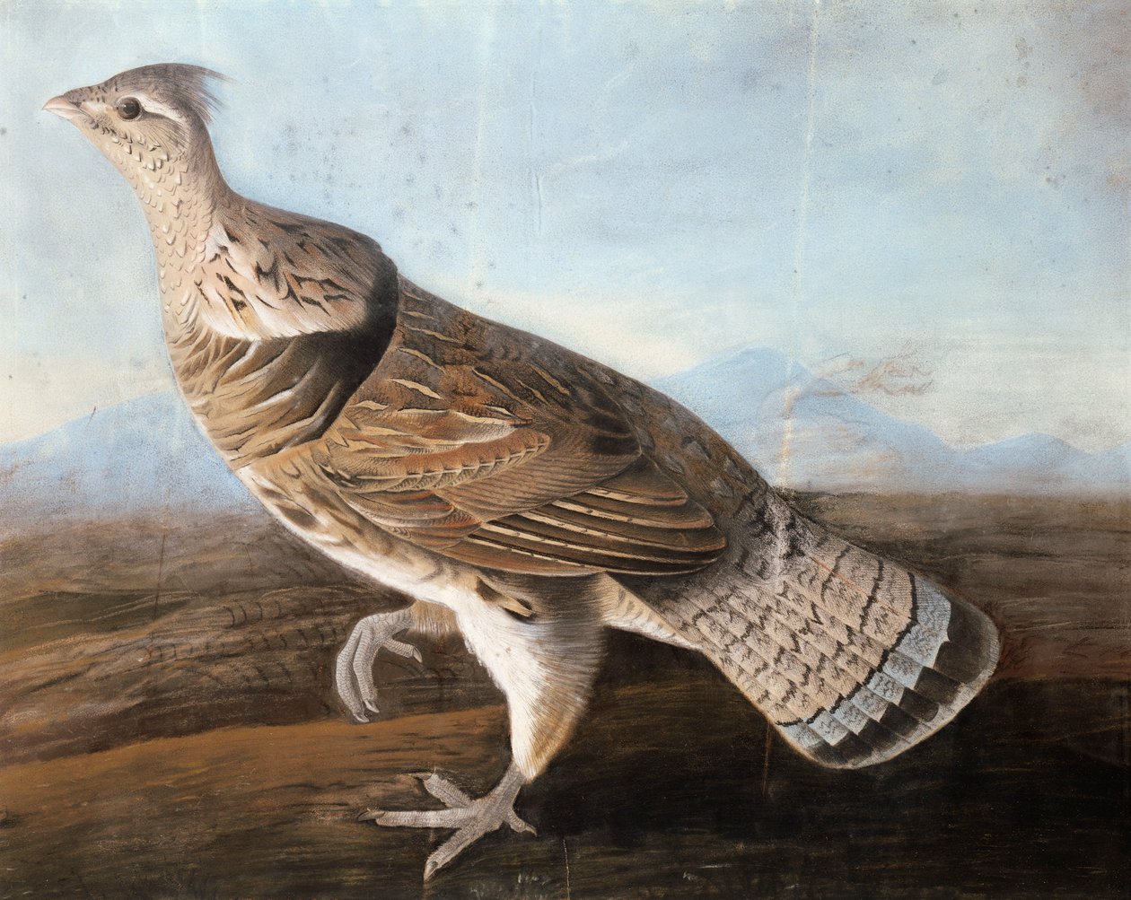 Ruffed Goose, c.1812 (kağıt üzerinde pastel) by John James Audubon