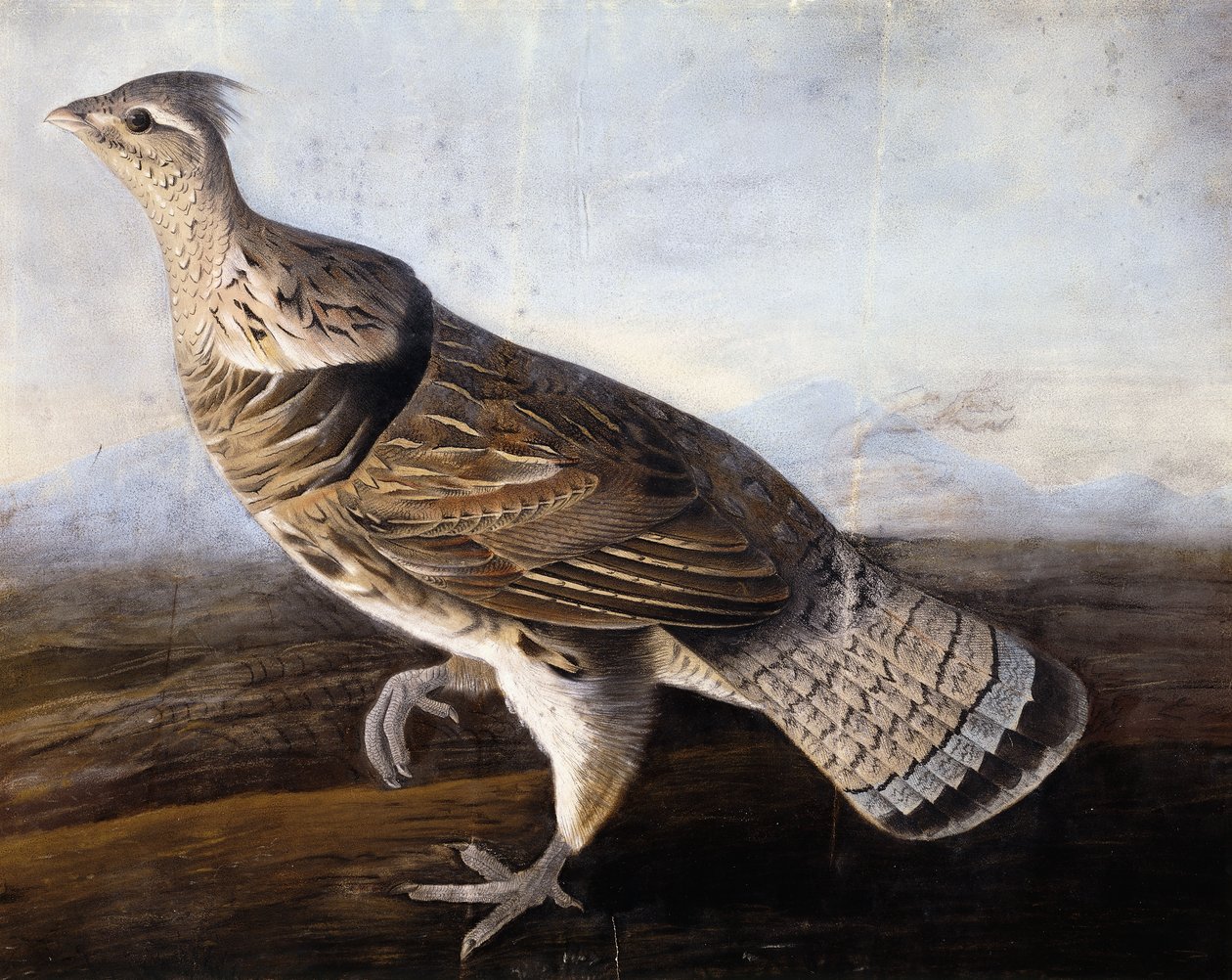 fırfırlı Orman Tavuğu, by John James Audubon