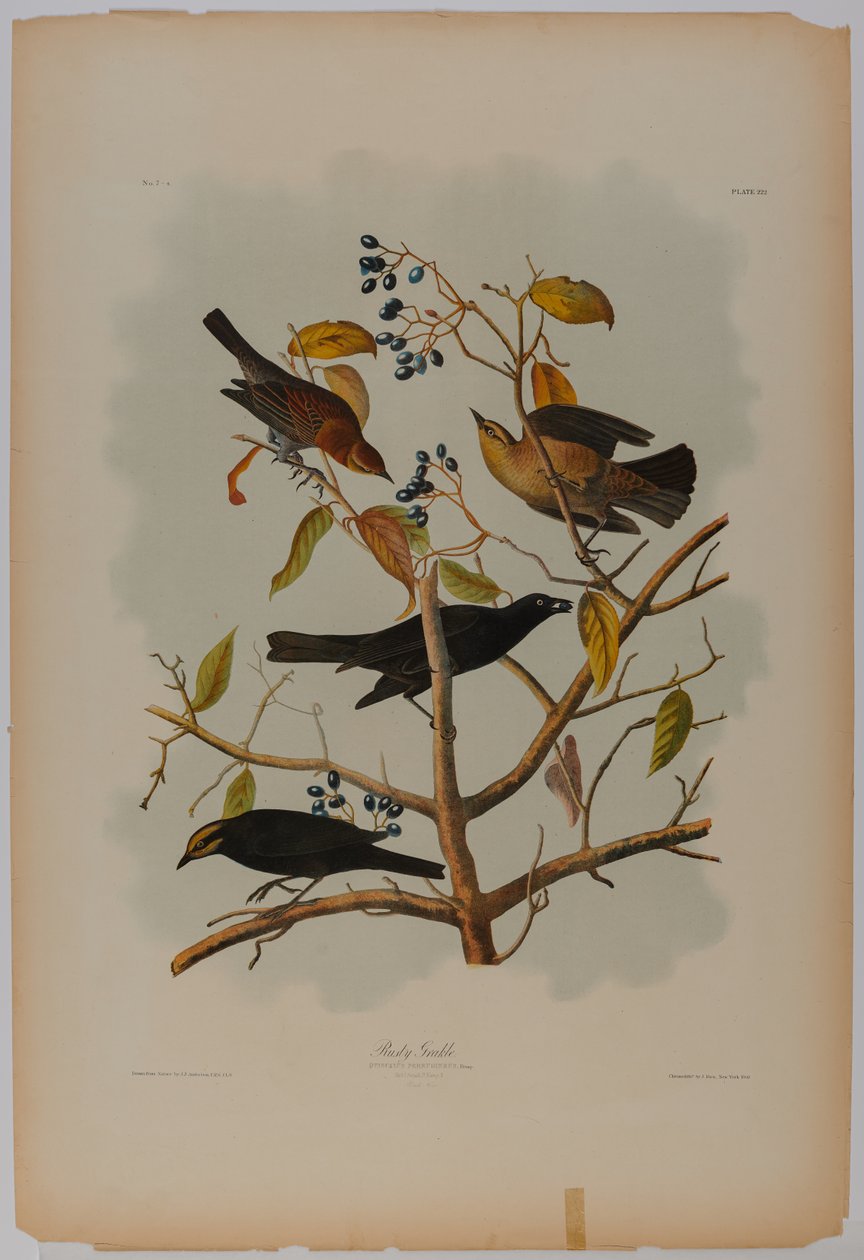  by John James Audubon