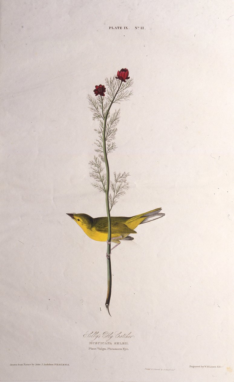 Selbys Sinek Yakalayıcı. Amerika Kuşları, 1827-1838