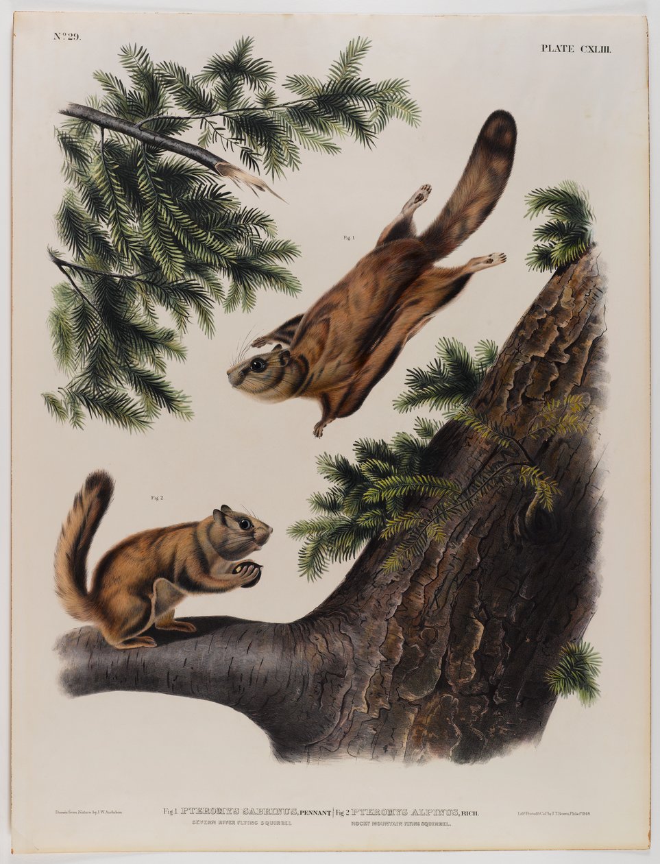 Severn Nehri uçan sincap (solda) ve Rocky Dağı uçan sincap (sağda) by John James Audubon