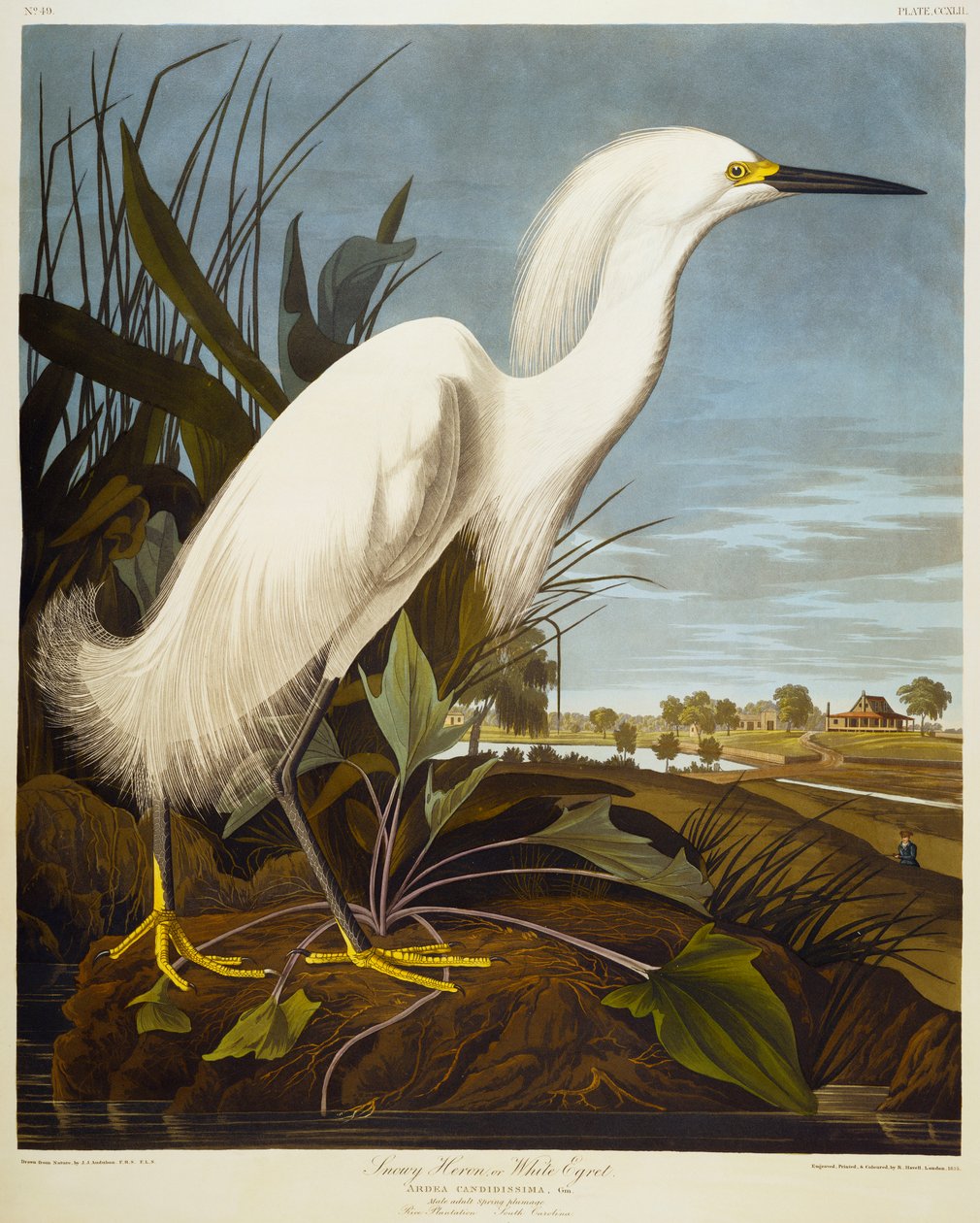 Karlı Balıkçıl Veya Beyaz Ak balıkçıl / Karlı Ak balıkçıl by John James Audubon