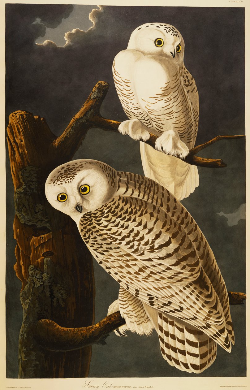 kar baykuşu by John James Audubon