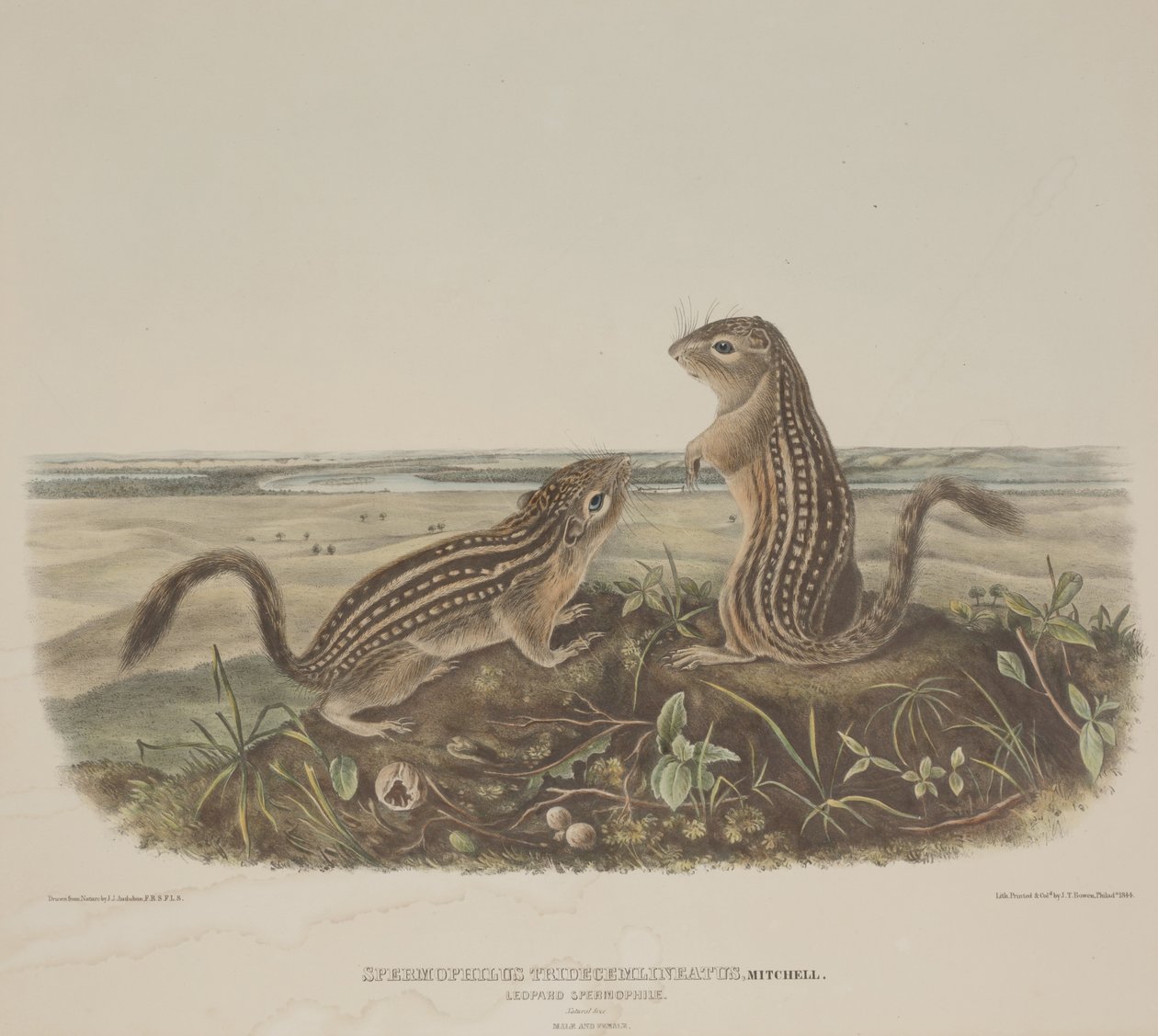 Spermophilus Tridecemlineatus (İki Leopar Sincap) by John James Audubon