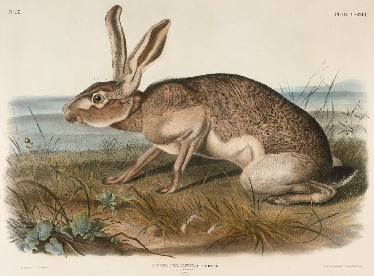 Texian Hare (Lepus Texianus), 1848 (hand-coloured lithograph) by John James Audubon