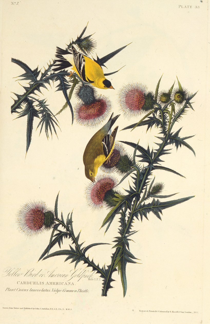 Amerikan sakası. Amerika Kuşları, 1827-1838