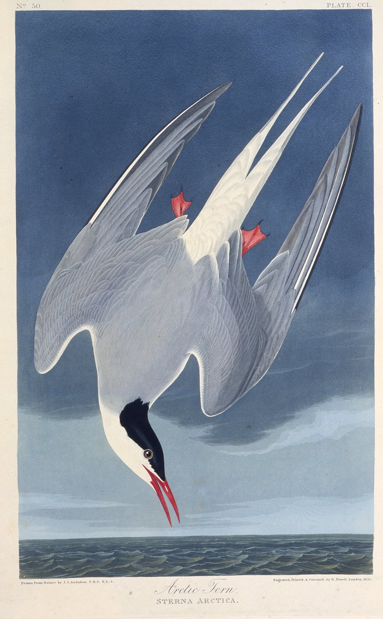 Arktik sumru. Amerika Kuşları, 1827-1838