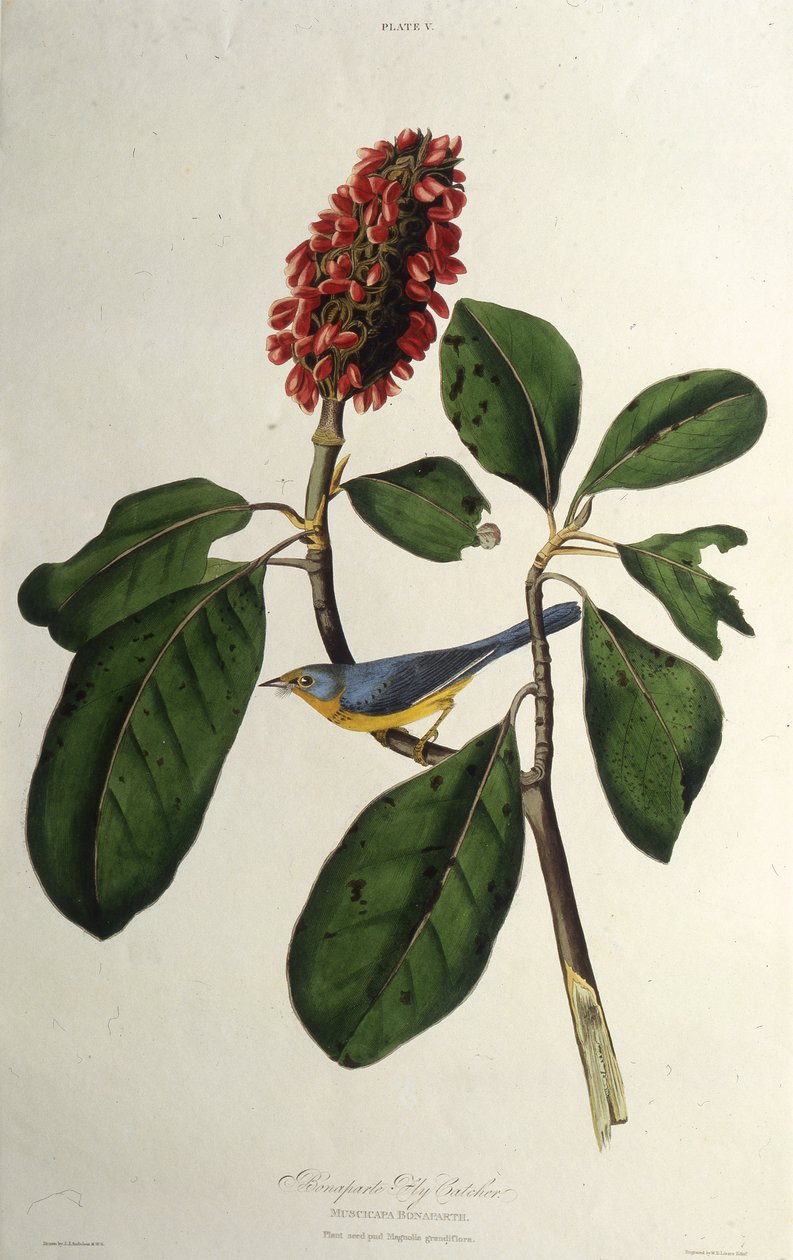 Kanada ötleğen. Amerika Kuşları, 1827-1838