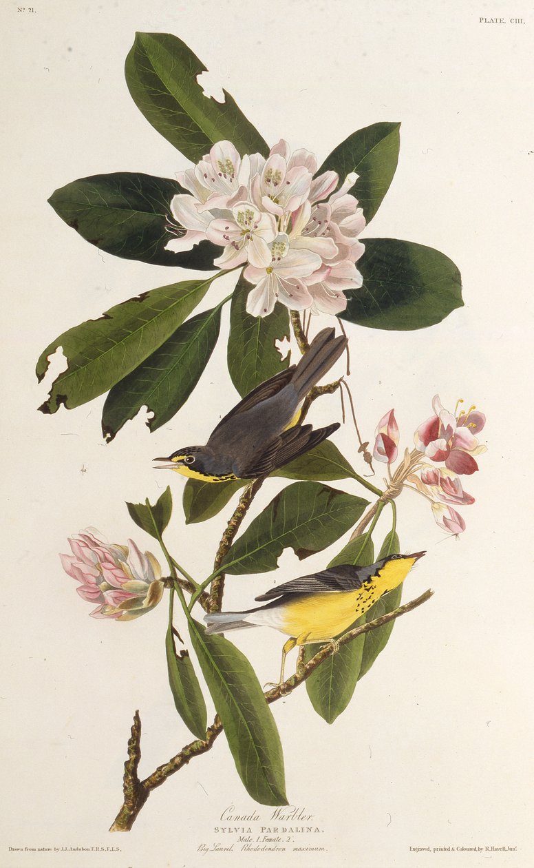 Kanada ötleğen. Amerika Kuşları, 1827-1838
