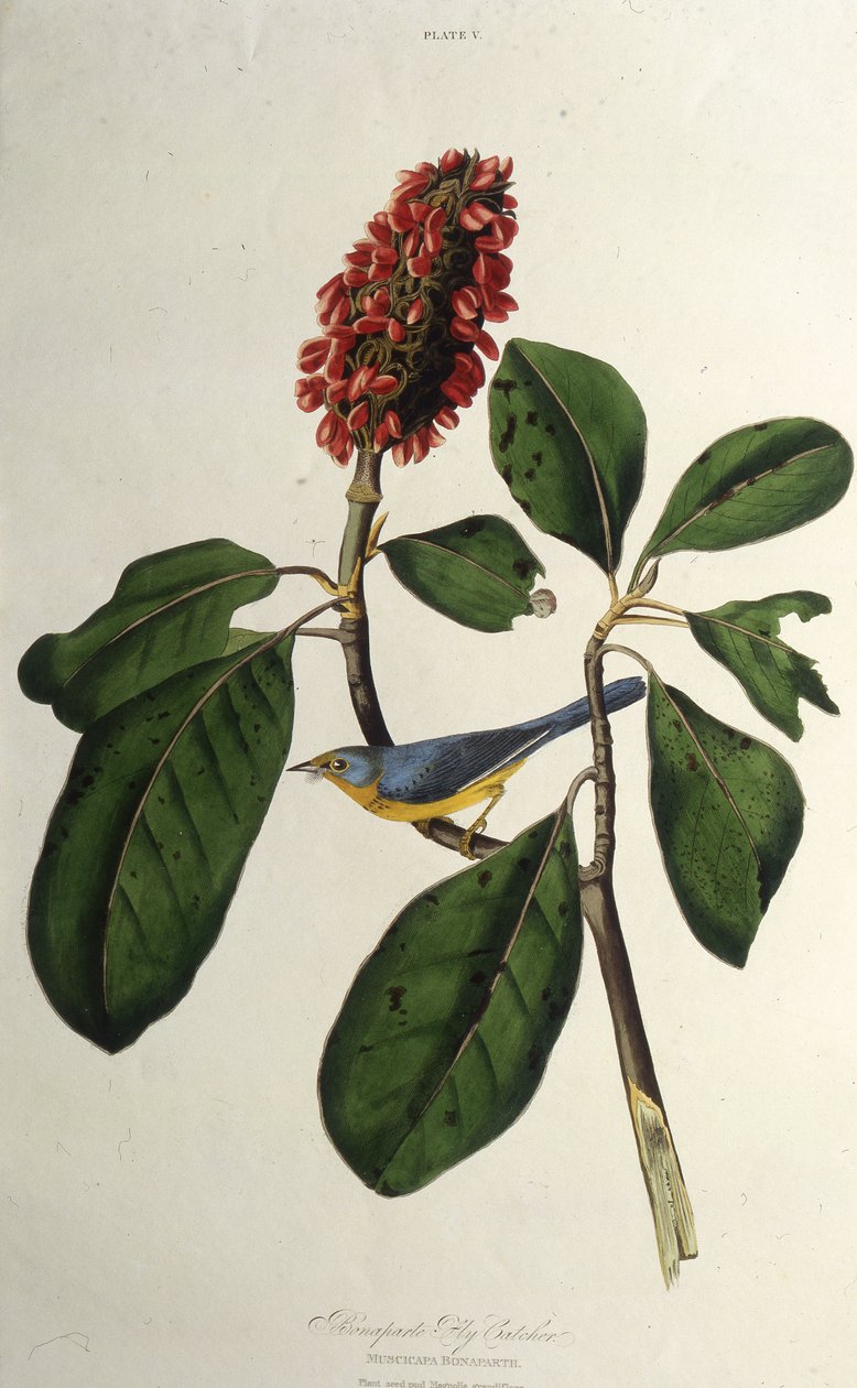 Kanada ötleğen. Amerika Kuşları, 1827-1838