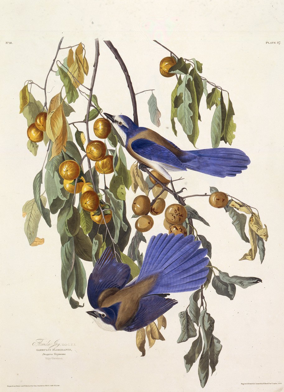 Florida bodur alakargası. Amerika Kuşları, 1827-1838