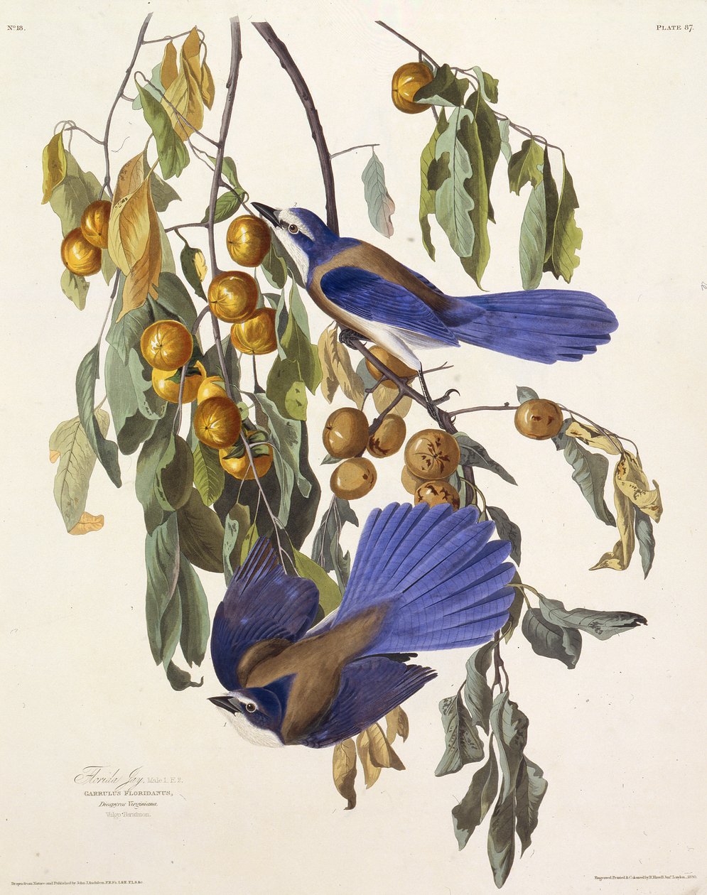 Florida bodur alakargası. Amerika Kuşları, 1827-1838