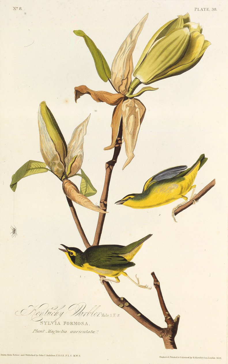 Kentucky ötleğen. Amerika Kuşları, 1827-1838'den. by John James Audubon