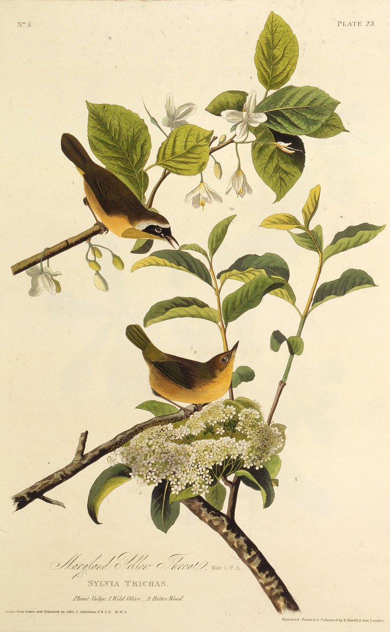 Maryland Sarı Boğaz. Amerika Kuşları, 1827-1838