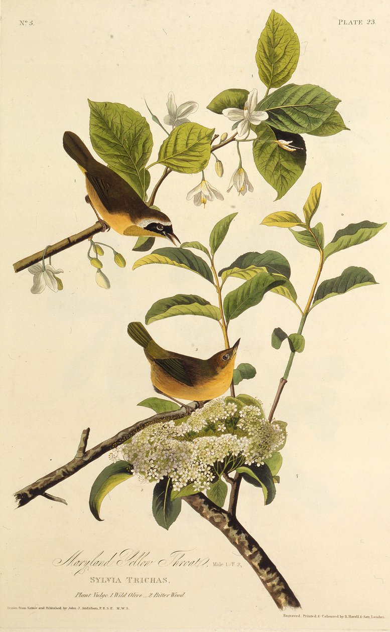 Maryland Sarı Boğaz. Amerika Kuşları, 1827-1838