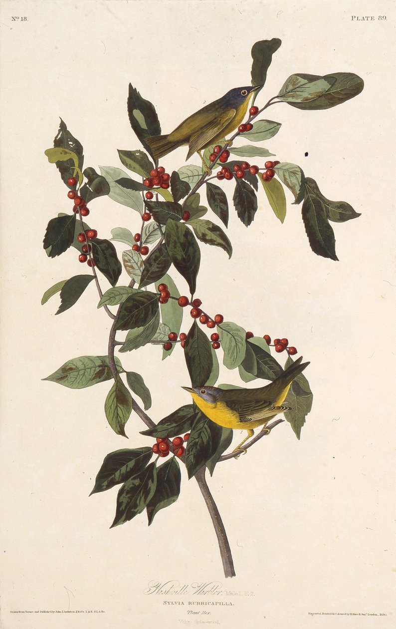 Nashville ötleğen. Amerika Kuşları, 1827-1838