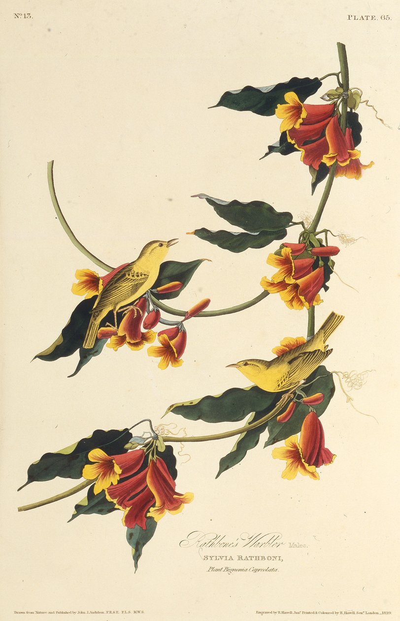 Rathbone Warbler. Amerika Kuşları, 1827-1838