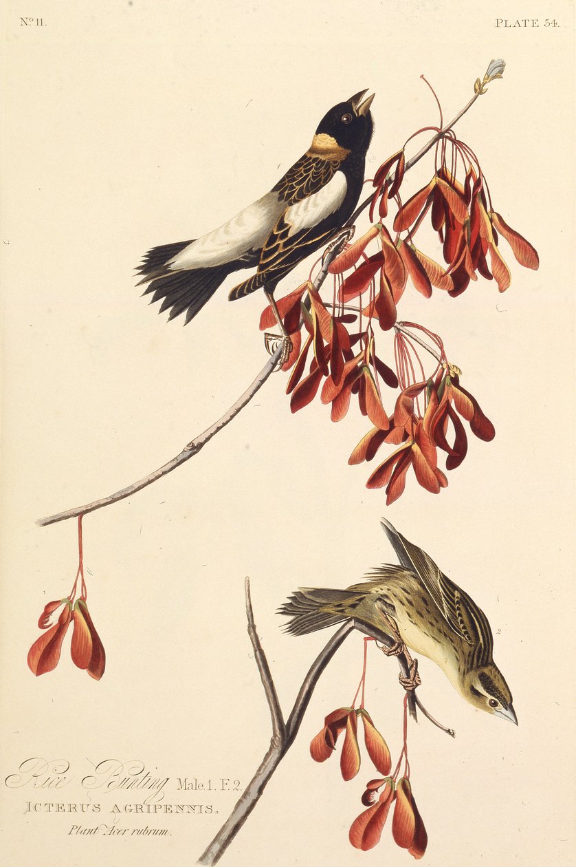 Pirinç Kuşu. Amerika Kuşları, 1827-1838