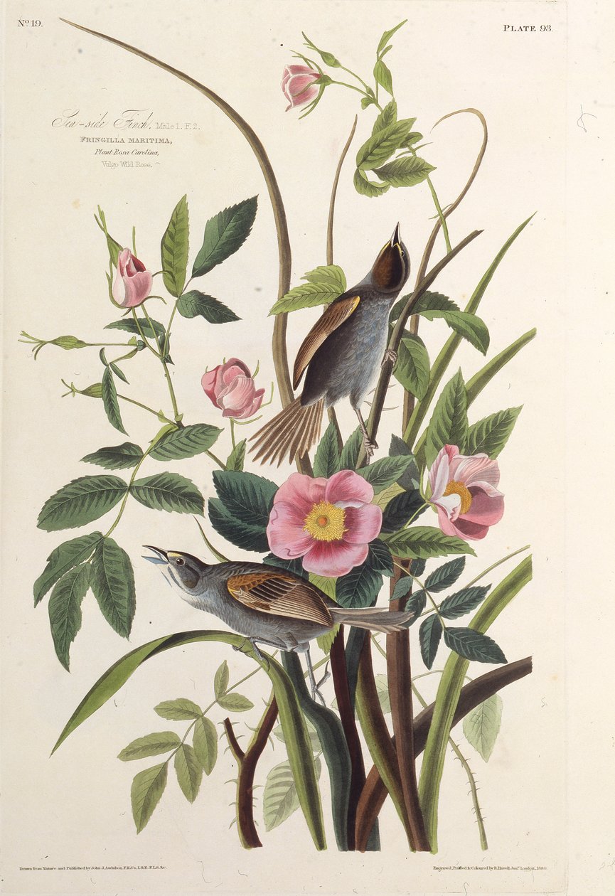 Deniz Kenarı Finch. Amerika Kuşları, 1827-1838