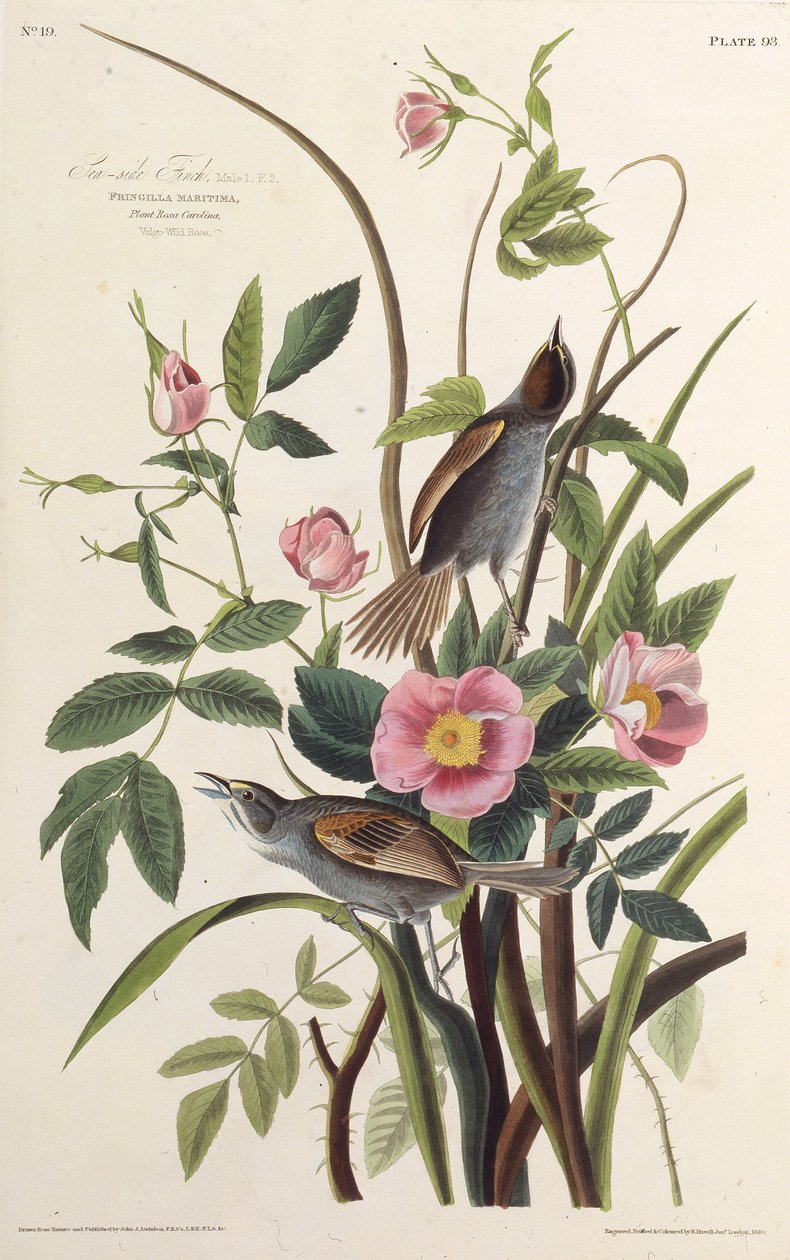 Deniz Kenarı Finch. Amerika Kuşları, 1827-1838