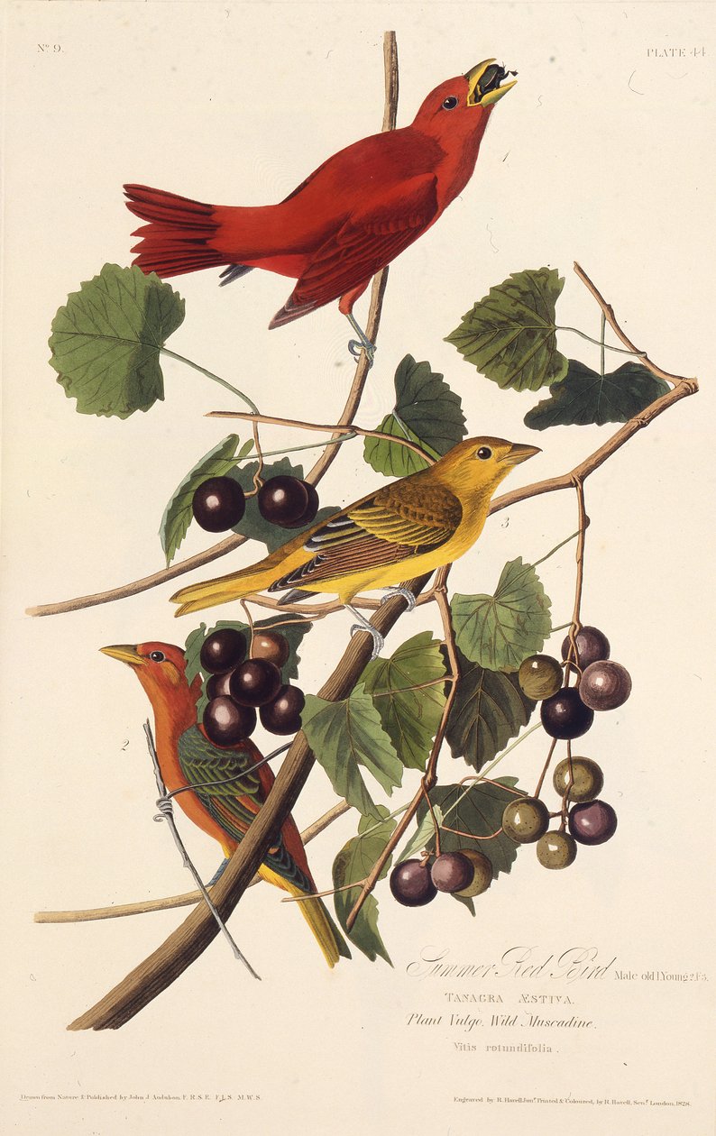 Yaz Kırmızı Kuşu. Amerika Kuşları, 1827-1838