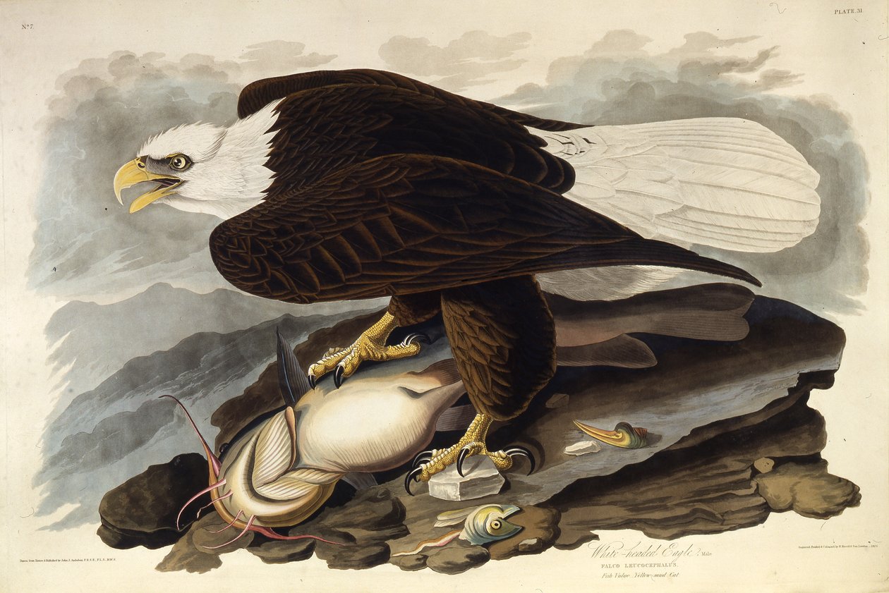 Kel kartal. Amerika Kuşları, 1827-1838